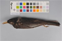 藏品(紅嘴黑鵯)的圖片